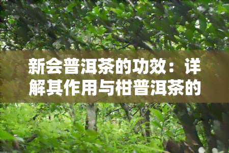 新会普洱茶的功效：详解其作用与柑普洱茶的区别