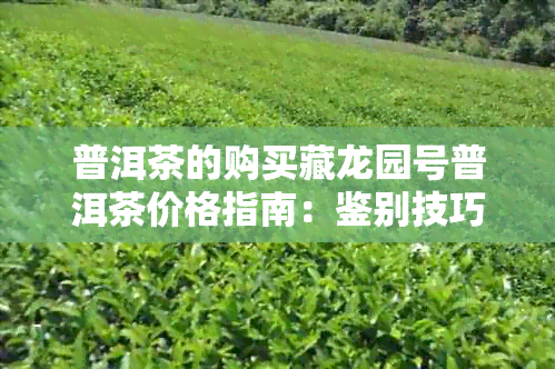 普洱茶的购买藏龙园号普洱茶价格指南：鉴别技巧与市场分析