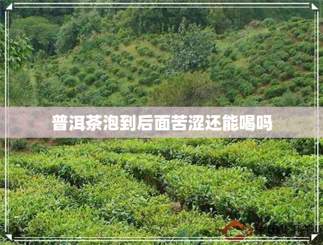 普洱茶泡到后面苦涩还能喝吗