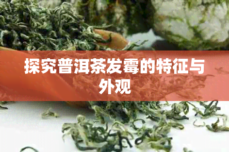 探究普洱茶发霉的特征与外观