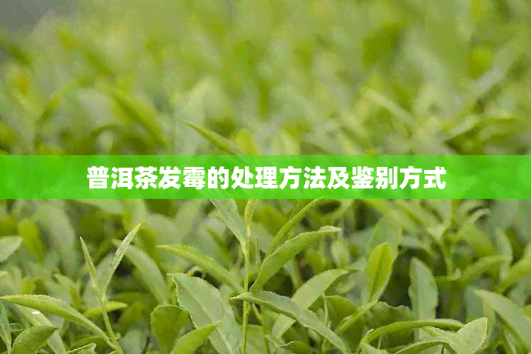普洱茶发霉的处理方法及鉴别方式