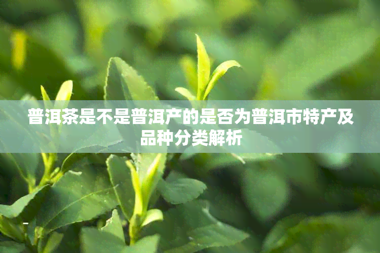 普洱茶是不是普洱产的是否为普洱市特产及品种分类解析