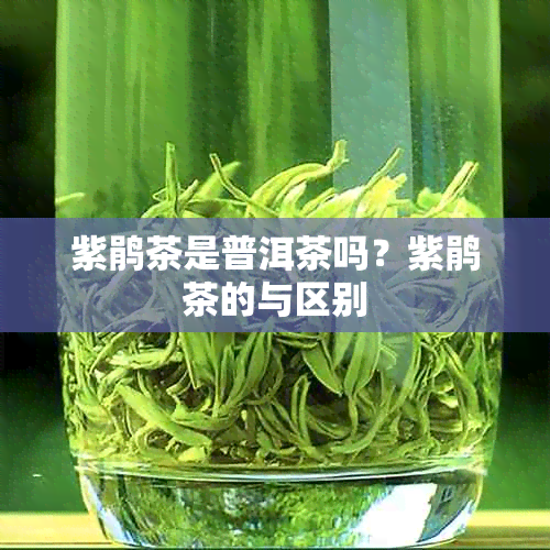紫鹃茶是普洱茶吗?紫鹃茶的与区别